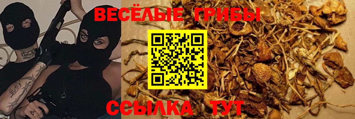 Псилоцибиновые грибы Psilocybe  Кирово-Чепецк 